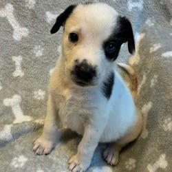 Photo of Grace, adoptable Shepherd (Unknown Type) Mixed Breed (Medium) in Frederick, Maryland