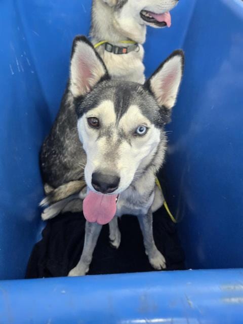 Photo of Makani, adoptable Siberian Husky in Dallas, Texas