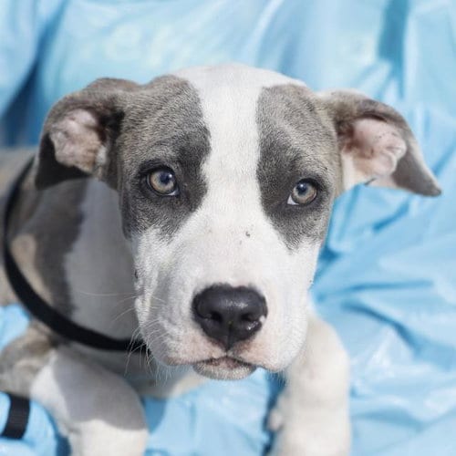 Photo of Minnie, adoptable American Staffordshire Terrier in San Antonio, Texas