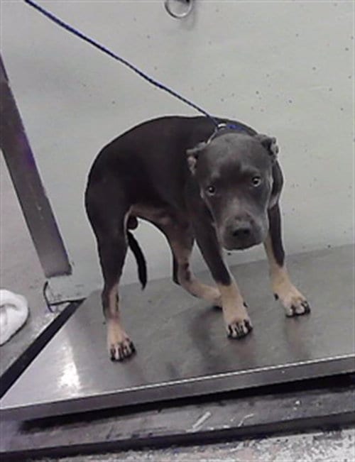 Photo of A2098211, adoptable American Bulldog in Houston, Texas