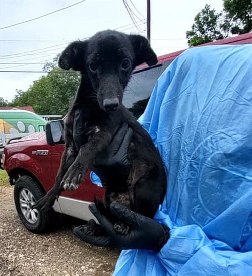 Photo of Jasper, adoptable Terrier in San Antonio, Texas