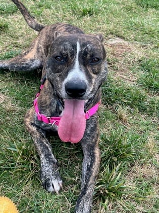 Photo of Robinson -IN FOSTER, adoptable dog in Chamblee, Georgia