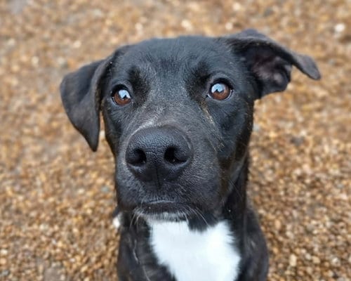 Photo of Clark, adoptable Black Labrador Retriever in Anniston, Alabama
