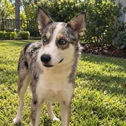 Photo of Lobito 4837, adoptable Husky in Loxahatchee, Florida