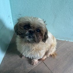 Photo of Lady Love 7224, adoptable Shih Tzu in Loxahatchee, Florida