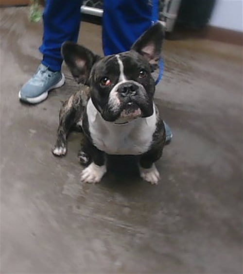 Photo of Jim, adoptable French Bulldog in Phoenix, Arizona