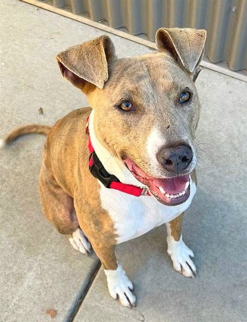 Photo of Nizmo, adoptable Pit Bull Terrier in Sacramento, California