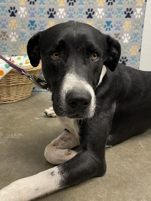 Photo of Annabella, adoptable Labrador Retriever in Rosenberg, Texas