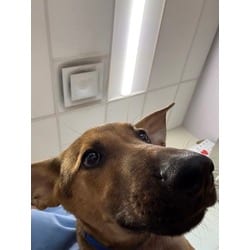 Photo of Waldo, adoptable German Shepherd Dog in Baton Rouge, Louisiana