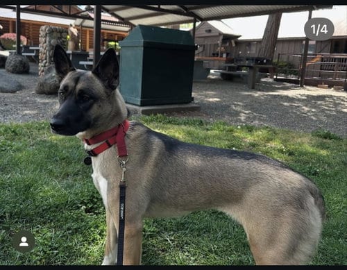 Photo of Ollie, adoptable German Shepherd Dog in Hayward, California