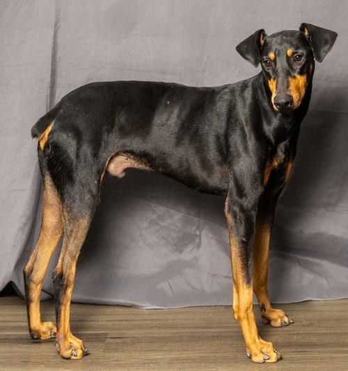 Photo of Professor Knox, adoptable Doberman Pinscher in Sussex, New Jersey
