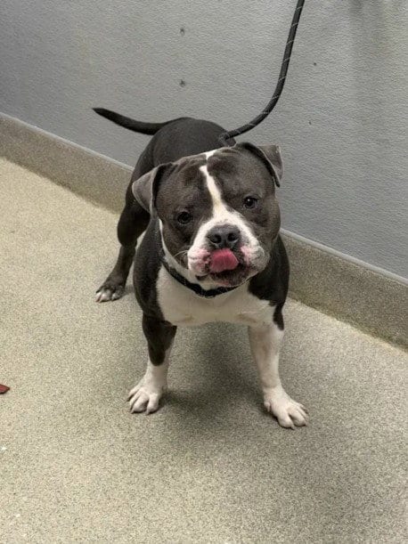 Photo of Noah, adoptable American Bulldog in Las Vegas, Nevada