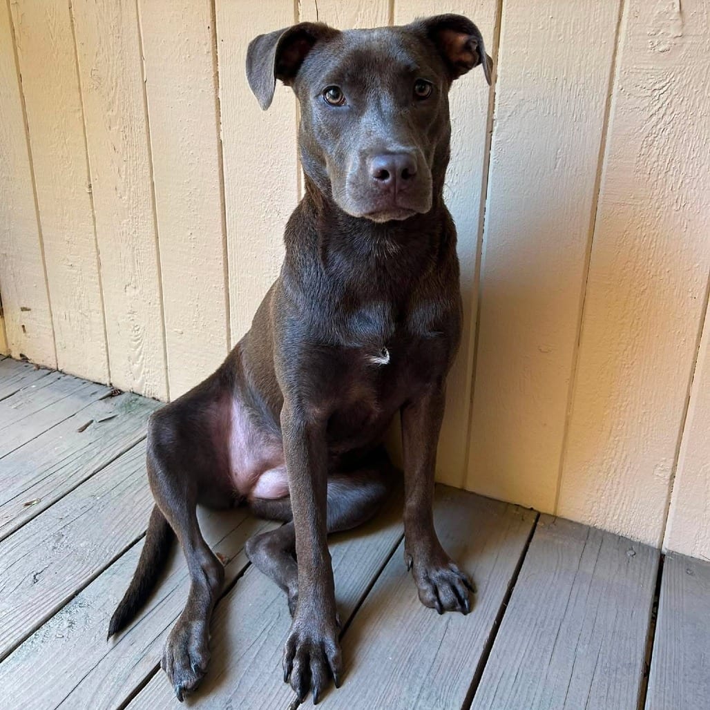 Photo of Gobi, adoptable Terrier, American Staffordshire / Mixed Breed (Medium) in Whitestone, New York