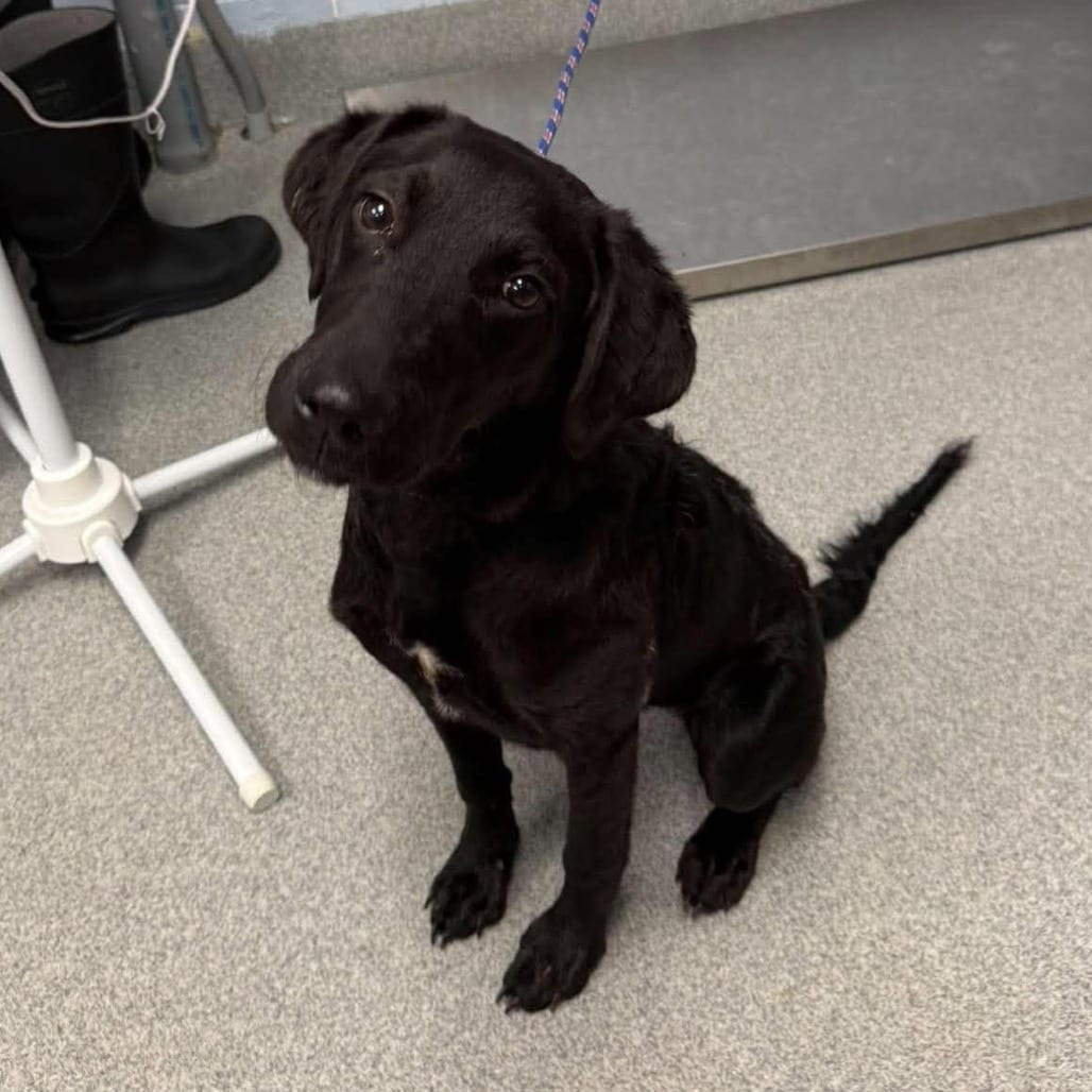 Photo of Apple Bottom, adoptable Retriever, Black Labrador / Mixed Breed (Medium) in Martinsville, Virginia