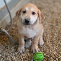 Photo of Boo JuM, adoptable German Shepherd Dog Mixed Breed (Medium) in Baltimore, Maryland