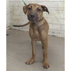 Photo of Lilipup, adoptable German Shepherd Dog in San Bernardino, California