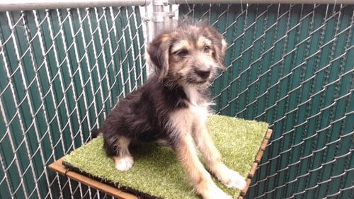 Photo of Krista, adoptable Terrier in Downey, California