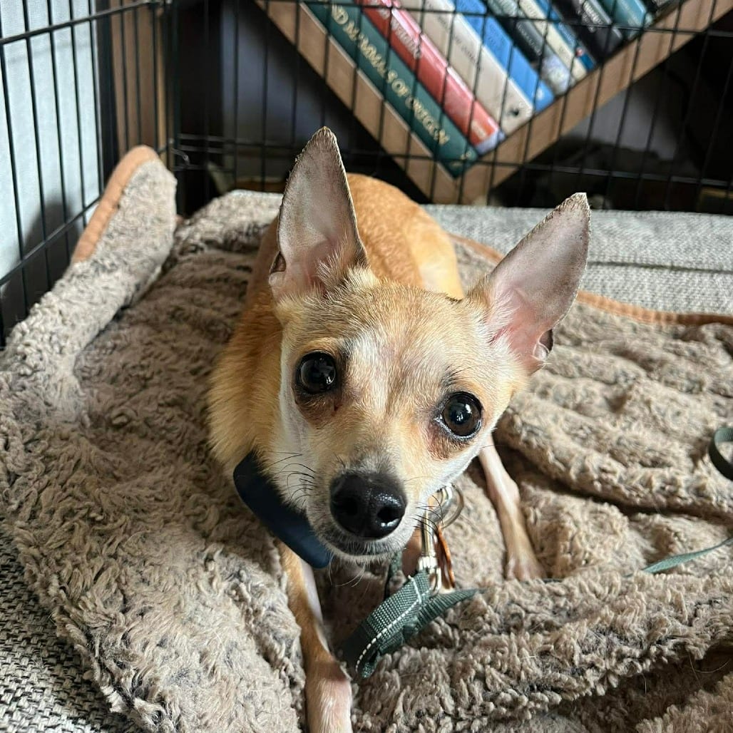 Photo of Chola, adoptable Chihuahua / Mixed Breed (Small) in Bend, Oregon