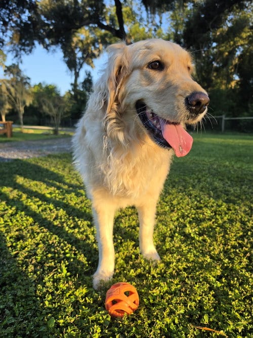 Photo of Lilo, adoptable Golden Retriever in Valrico, Florida