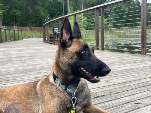 Photo of Ms Maddie - Located in Texas, adoptable Belgian Shepherd Malinois in Imlay City, Michigan