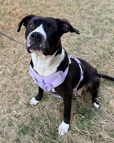 Photo of Emmy, adoptable Pit Bull Terrier in Lake Wylie, South Carolina