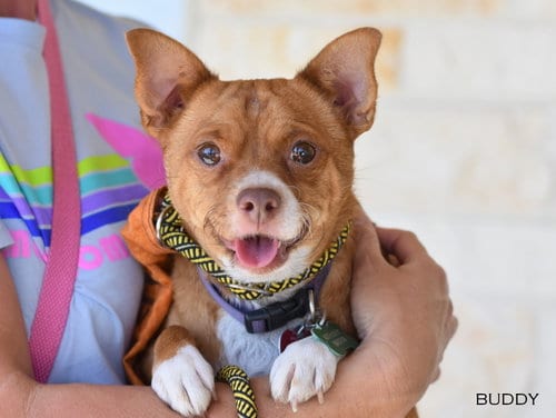 Photo of Buddy, adoptable Chihuahua in Montgomery, Texas