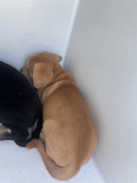 Photo of A661463, adoptable Labrador Retriever in Houston, Texas