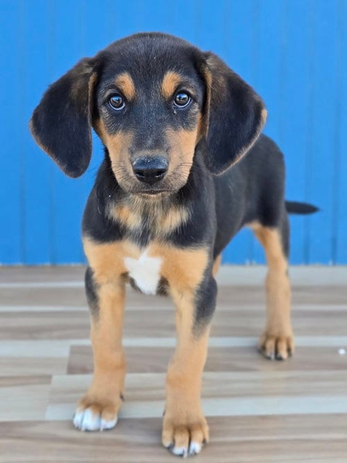 Photo of Kristoff, adoptable Hound in Sedalia, Colorado