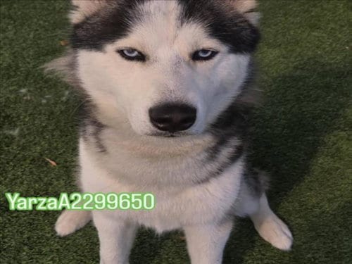 Photo of Yarza, adoptable Husky in Los Angeles, California