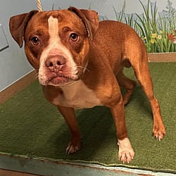 Photo of Brownie CP, adoptable Mixed Breed (Medium) in Boulder, Colorado