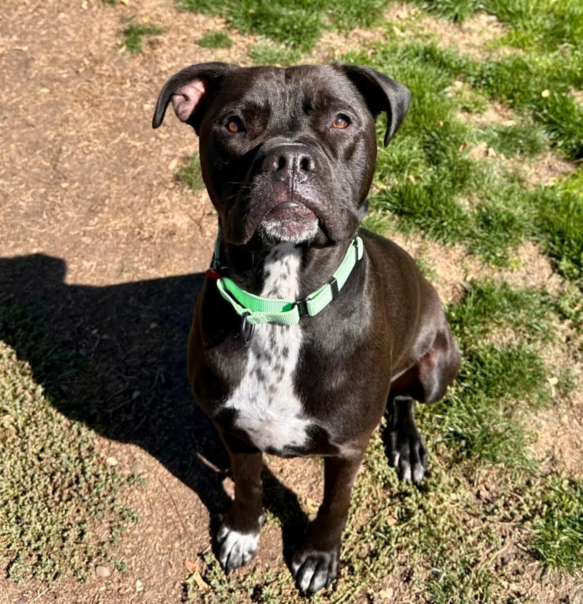 Photo of Max, adoptable Mixed Breed (Large) in Medford, Oregon