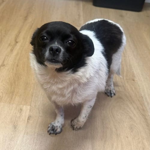 Photo of Priscilla, adoptable Chihuahua in Raleigh, North Carolina