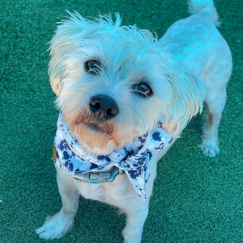 Photo of Robbie, adoptable Terrier, Yorkshire, Yorkie in Jacksonville, North Carolina