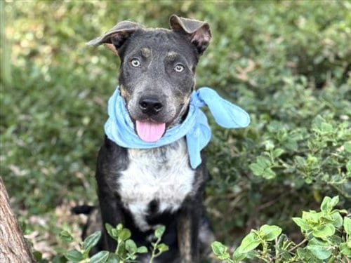 Photo of Timothy, adoptable Pit Bull Terrier in San Pedro, California
