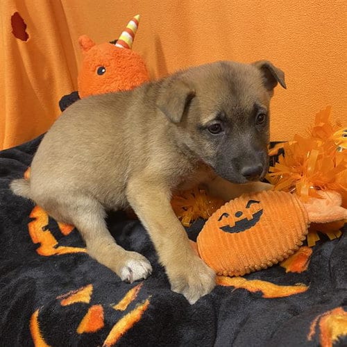 Photo of A615323, adoptable German Shepherd Dog in Modesto, California