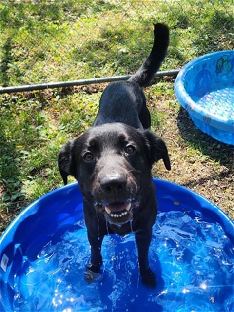 Photo of Kettle, adoptable Labrador Retriever in Peoria, Illinois