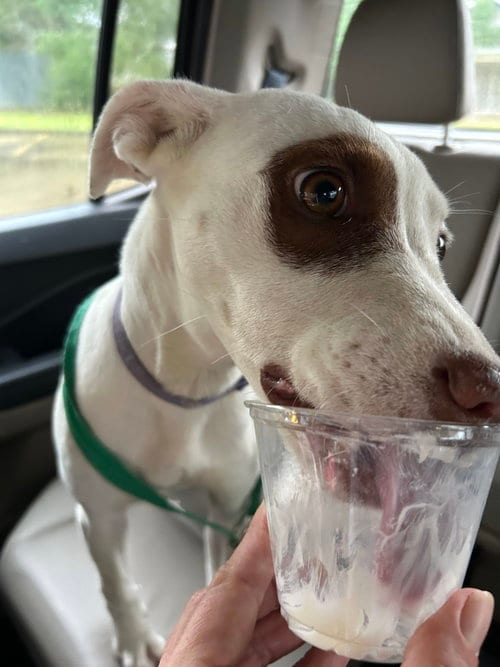 Photo of Molleigh, adoptable Unknown breed (short coat) in Monticello, Mississippi