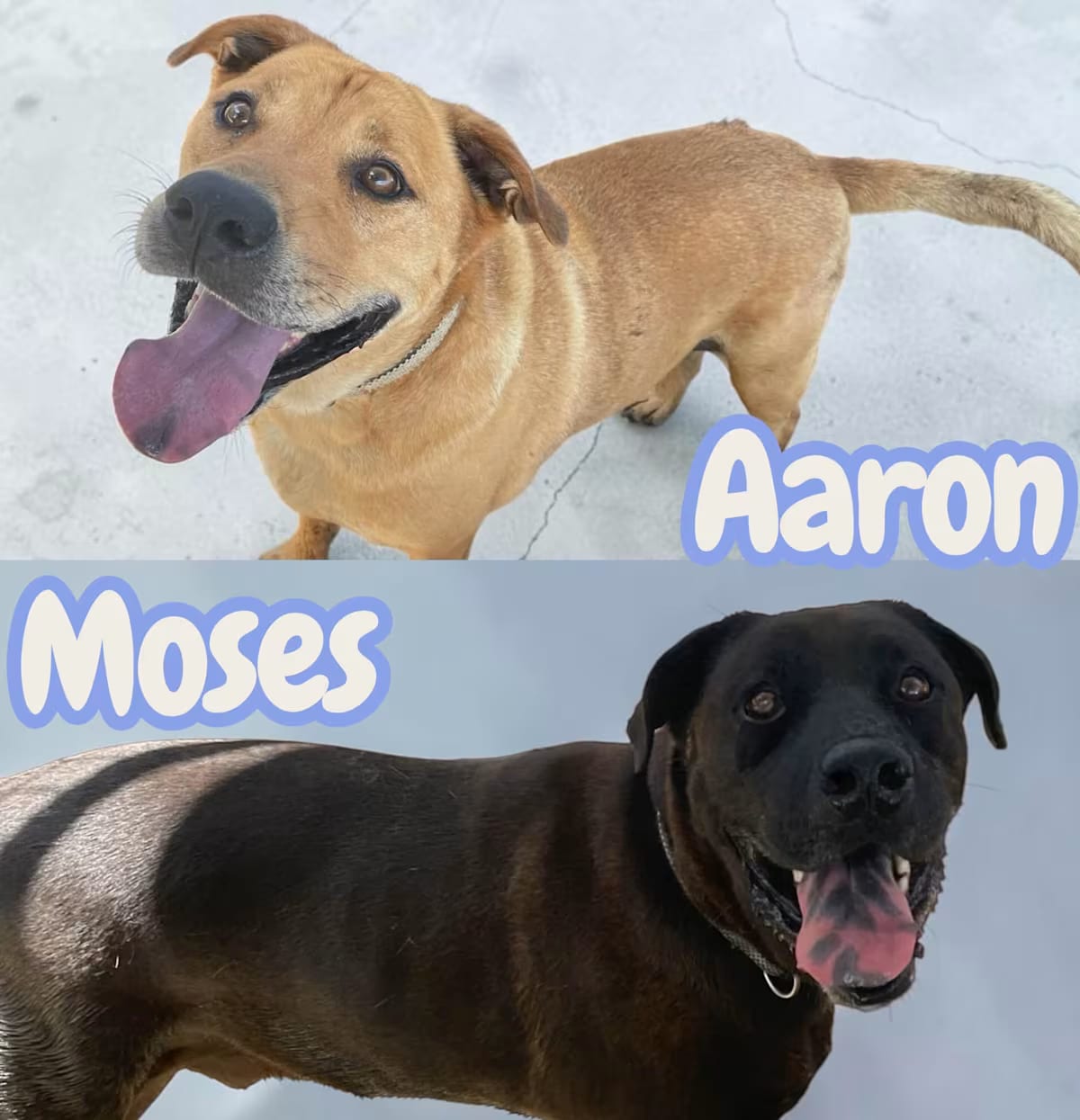 Photo of Aaron & Moses, adoptable Labrador Retriever/Mixed Breed (Medium) in Greeneville, Tennessee