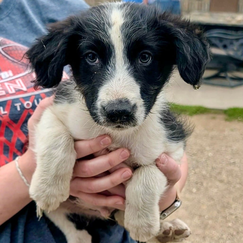 Photo of Peppers, adoptable Mixed Breed (Medium) in Buffalo, Minnesota