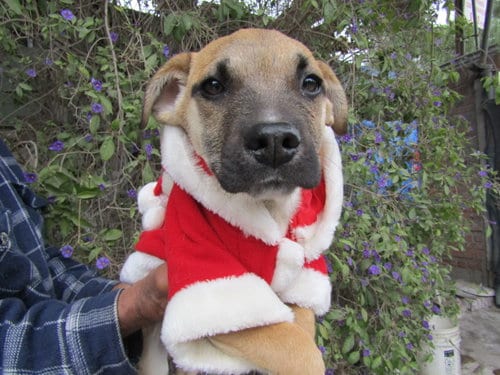 Photo of Prince, adoptable Collie in San Diego, California