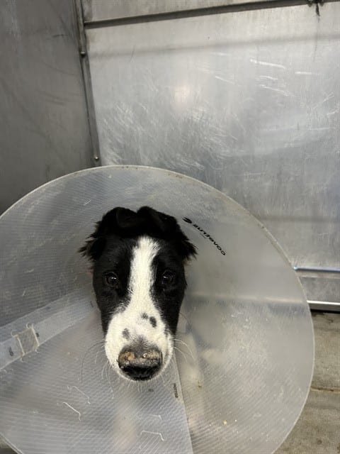 Photo of Senior Border Collie mix, adoptable Border Collie mix in Devore, California