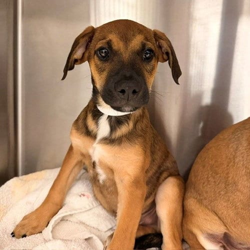 Photo of Uni, adoptable Unknown breed in Rancho Santa Fe, California