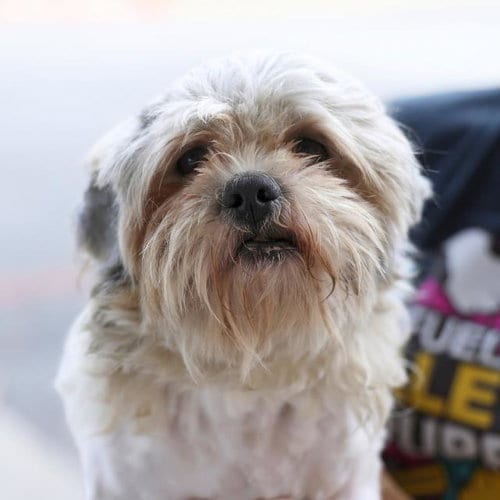 Photo of Boaz, adoptable Shih Tzu in San Antonio, Texas