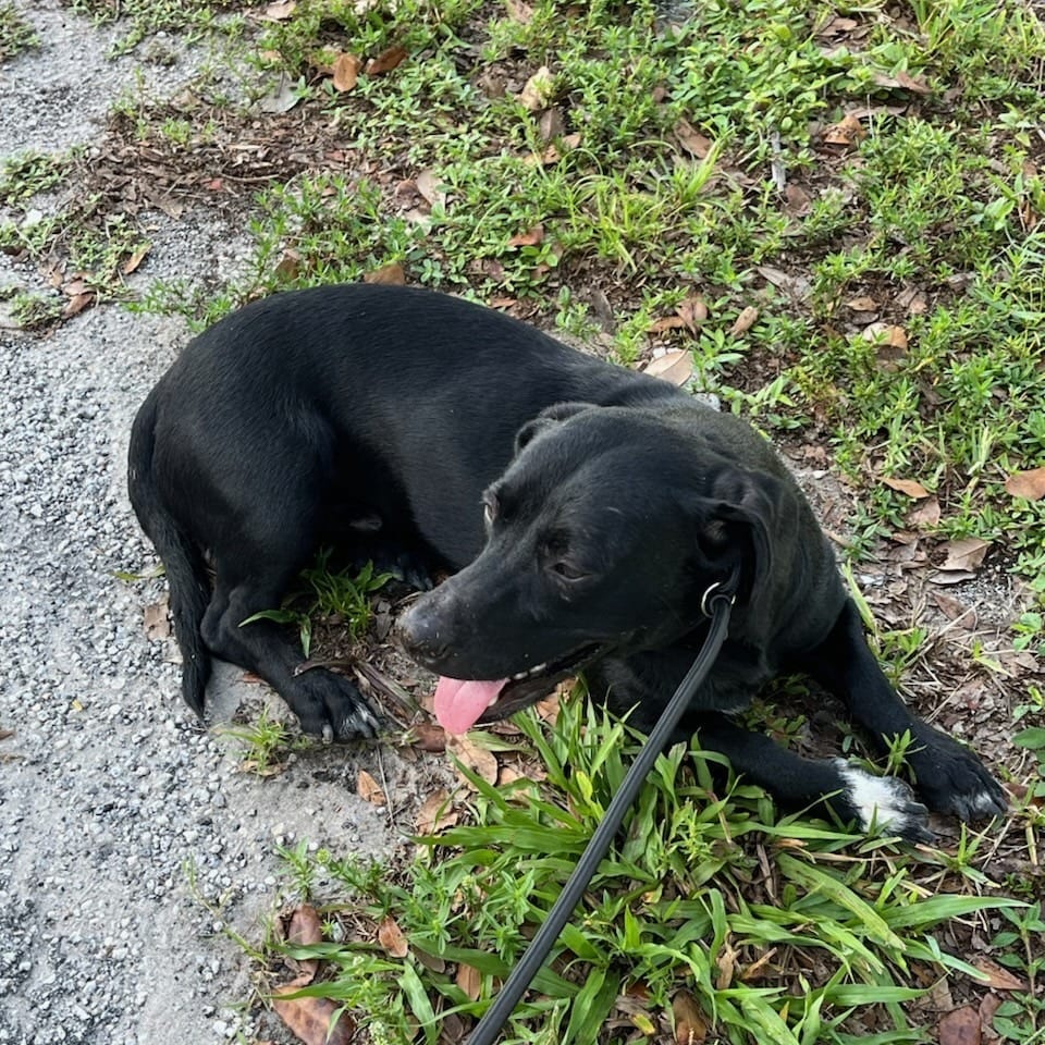 Photo of Otis, adoptable Retriever, Black Labrador / Mixed Breed (Medium) in Fort Pierce, Florida