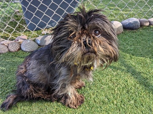 Photo of Ewok, adoptable Shih Tzu in Phoenix, Arizona