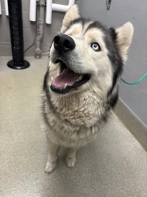 Photo of Chase, adoptable Siberian Husky in Las Vegas, Nevada