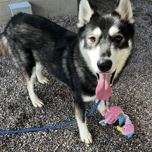 Photo of Sebastian, adoptable Siberian Husky in Mesa, Arizona