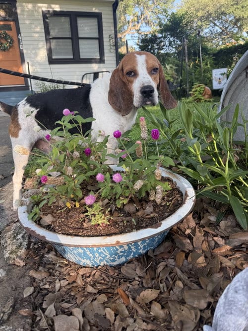 Photo of Waylon, adoptable Beagle in Sanford, Florida