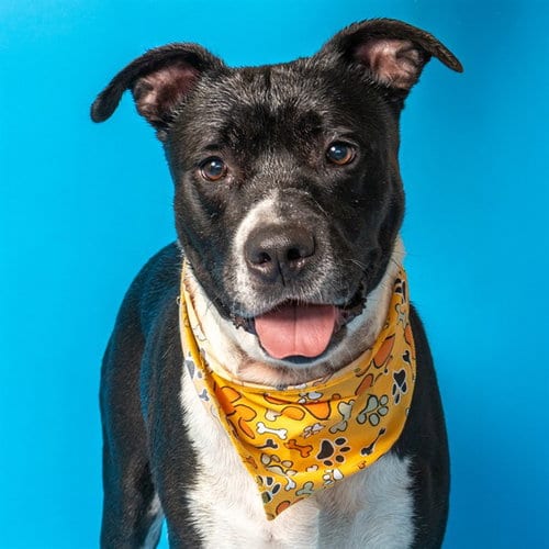 Photo of Binky, adoptable Pit Bull Terrier in St Louis, Missouri