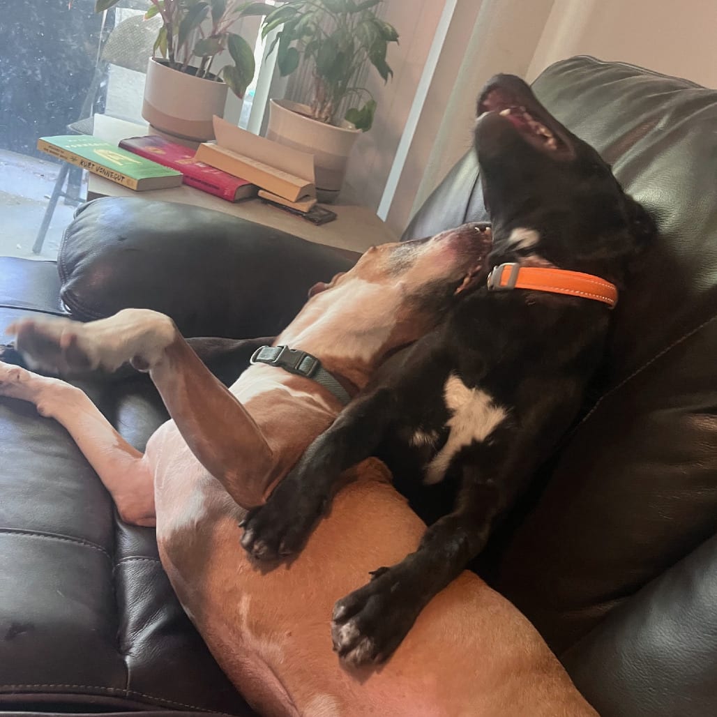 Photo of Miss Lexie, adoptable Terrier, American Staffordshire / Retriever, Labrador in Oceanside, California